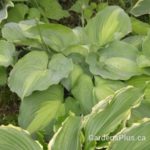 Beyond Glory Hosta