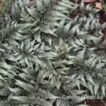 Godzilla-fern