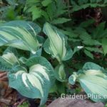 Guardian Angel hosta