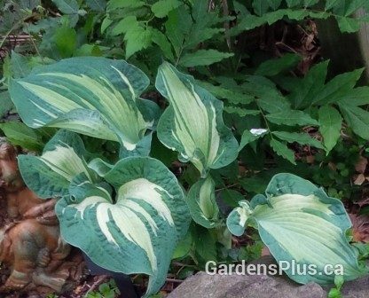 Guardian Angel hosta