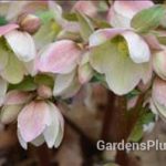 Ivory Prince Helleborus