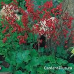 Firefly Coral Bells