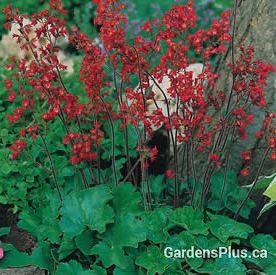 Firefly Coral Bells