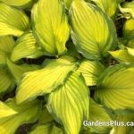 Prairie's Edge Hosta