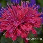 Monarda-Cherry-Pops