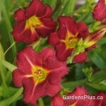 Pardon Me daylily