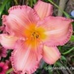 Pink Ballerina daylily