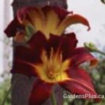 Red Magic
