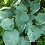 Abiqua Drinking Gourd (Hosta)