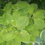 August Moon Hosta