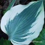 Blue Ivory