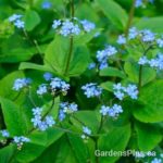 brunnera macrophylla