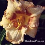 Cherry Eyed Pumpkin