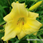 Daylily Cream Drop