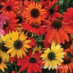 Cheyenne Spirit (Other Perennials - Echinacea)