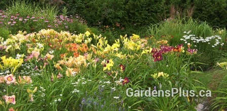 Daylily time!