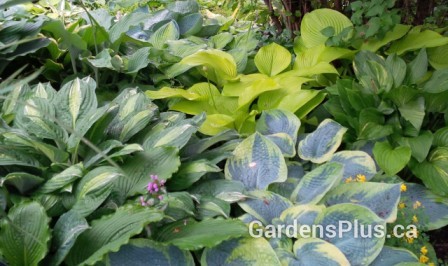 Garden Below Lilacs