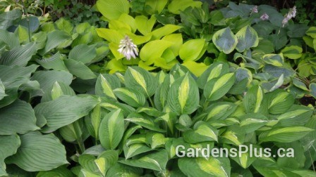 We love our Hosta