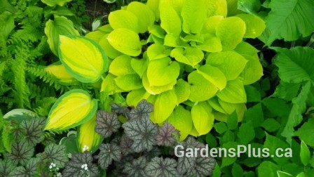 part shade garden