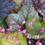 Coral Bells/Heuchera