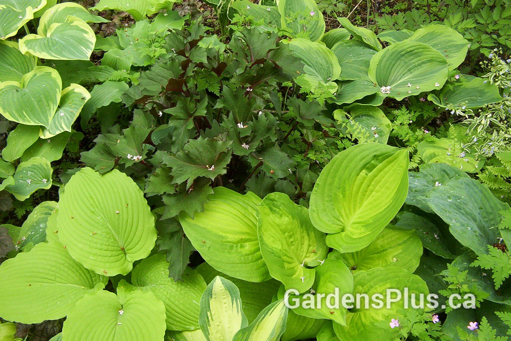 Hosta combos everywhere