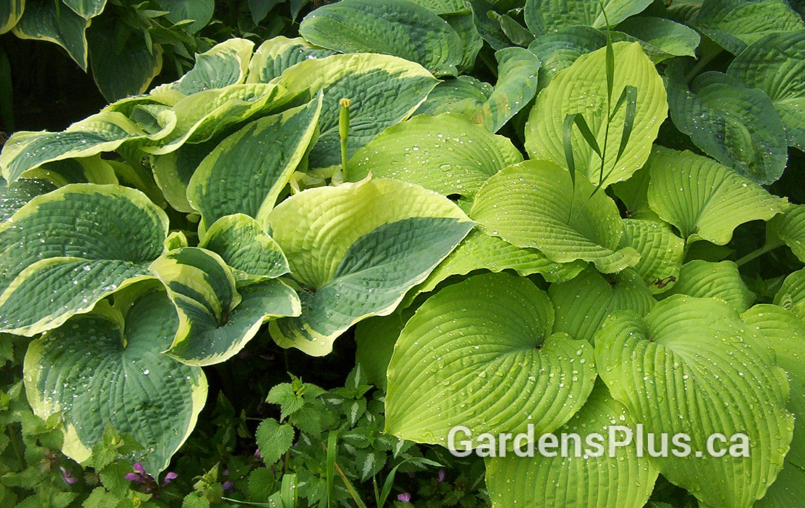 Hosta under Apple