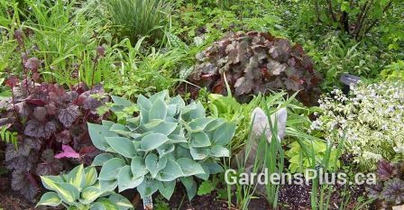 Hosta up front