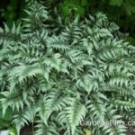 Japanese Painted Fern