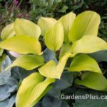 Key West hosta