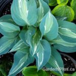 kiwi full monty hosta