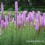 Liatris-spicata