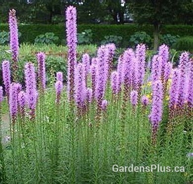 Liatris store