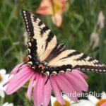 Pollinator Garden