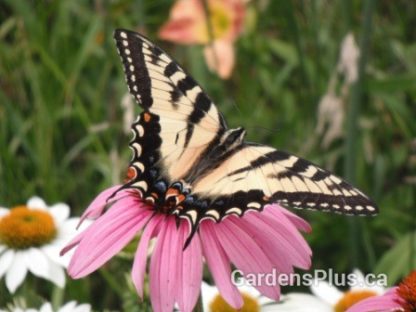 Pollinator Garden