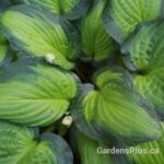 Midwest magic Hosta