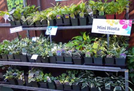 Mini Hosta 