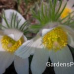 Pasque flower alba