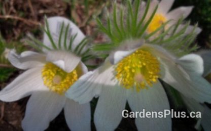 Pasque flower alba