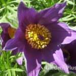 Pasque flower violet