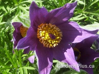 Pasque flower violet