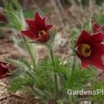 Pasque flower red