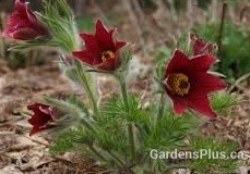 Pasque flower red