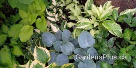 shade under lilac
