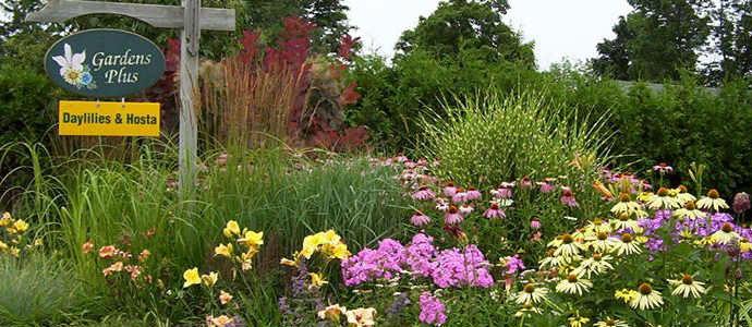 Colourful flowerbed at the entrance to Gardens Plus