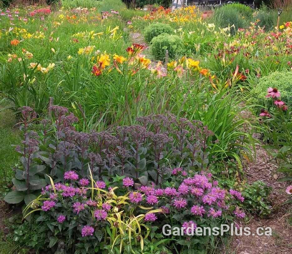 Stock beds