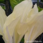 White Feather Hosta
