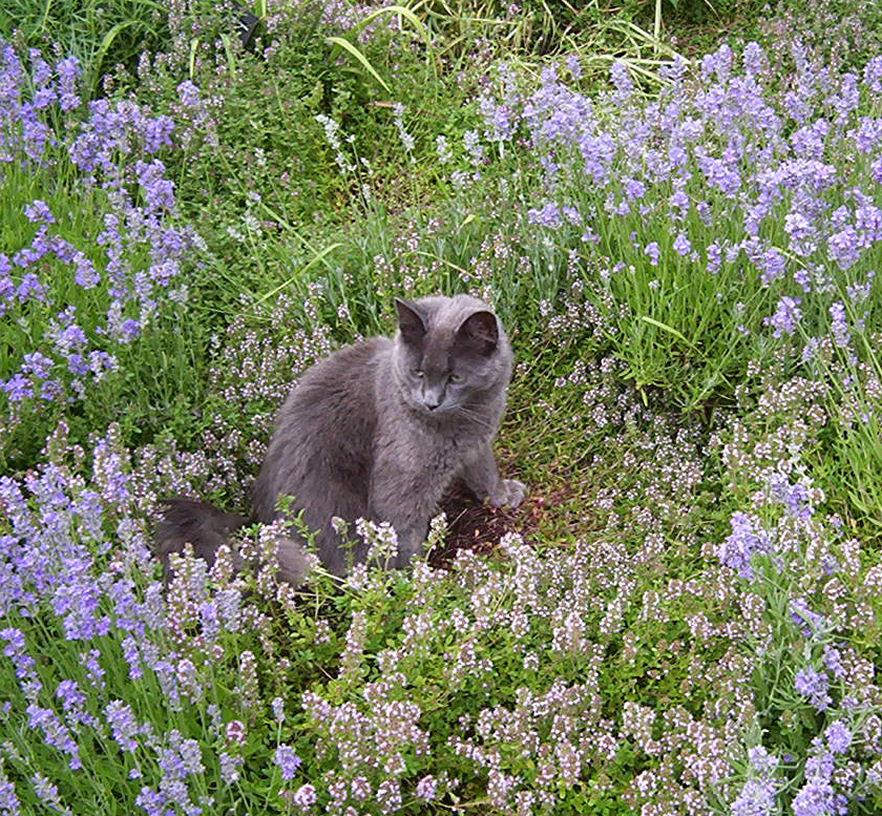 wolfie in the lavender