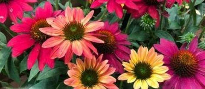 Sombrero Tres Amigos Coneflower