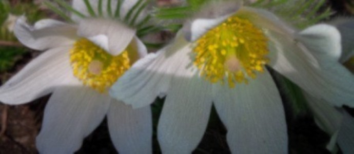 Pasque Blooms white
