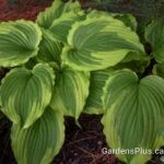 One Last Dance Hosta